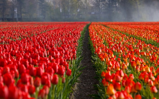 Holandia - pole tulipanów